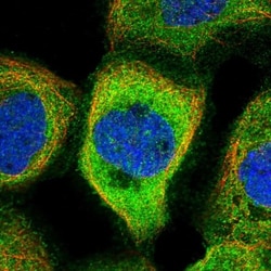 NARFL Antibody, Novus Biologicals 0.1mL; Unlabeled:Antibodies, Polyclonal